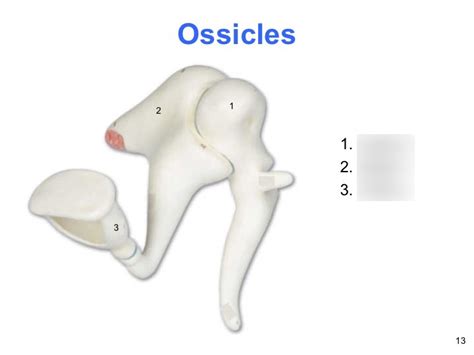 Ossicles Diagram | Quizlet