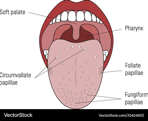 Taste Buds And Papillae Animated Tongue And Taste Hi Res Stock