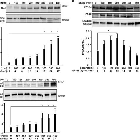 High Levels Of Physiological Force Induce Apoptosis By Stimulating Pak