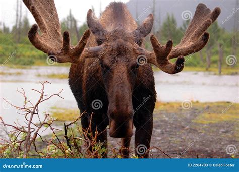 Moose In Alaska Stock Photos - Image: 2264703