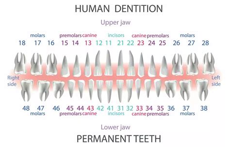 Tooth Number Chart To Identify Primary Teeth Eruption, 55% OFF