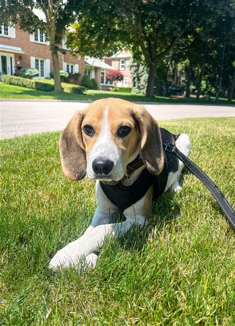 Beagle Puppy To Be Rehomed Dogs And Puppies For Rehoming Mississauga