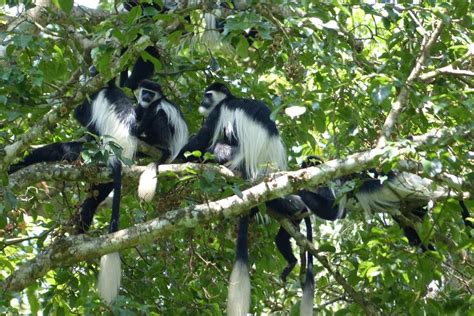 Black-and-white Colobus Monkey — Destination Uganda Travelers