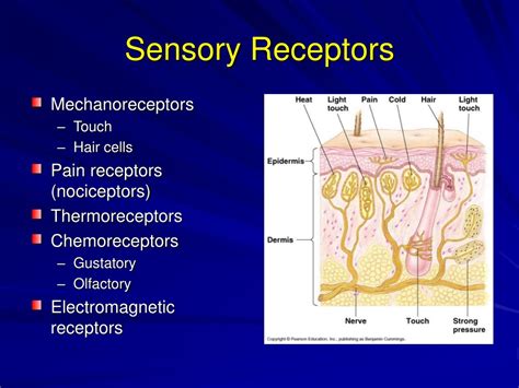 Ppt Sensory And Motor Mechanisms In Ap Biology Crosby High School