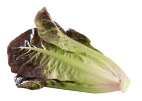 Lettuce Red Romaine Perreault Nurseries