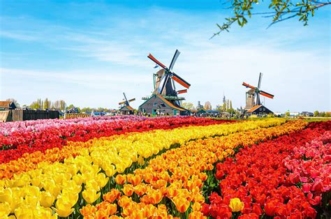 Du lịch xứ sở hoa Tulip khám phá khí hậu Hà Lan có gì đặc biệt