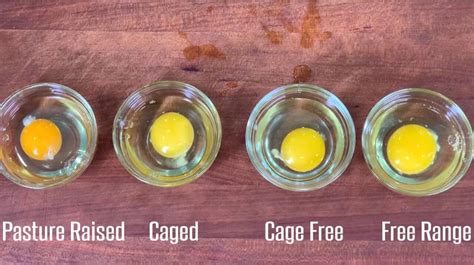 Cage Free Vs Free Range Eggs Don T Waste Your Money