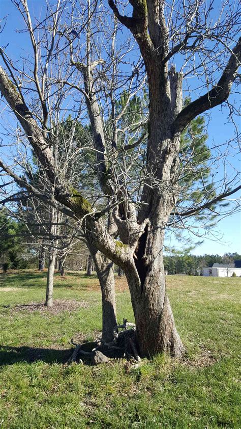 How To Tell If A Tree Is Dead 6 Signs To Look For