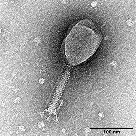 Enterobacteria Phage T2 Wikipedia