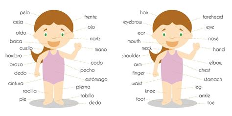 Learn Body Parts In Spanish Free Spanish Flashcards Worksheets Library