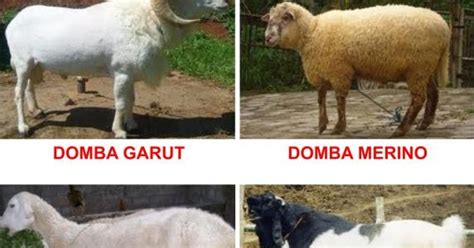 Mengetahui Jenis Jenis Kambing Dan Domba Di Indonesia Ternak Tani Organik