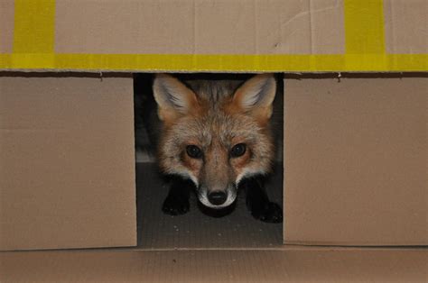 Fox In The Box By Najlvin On Deviantart