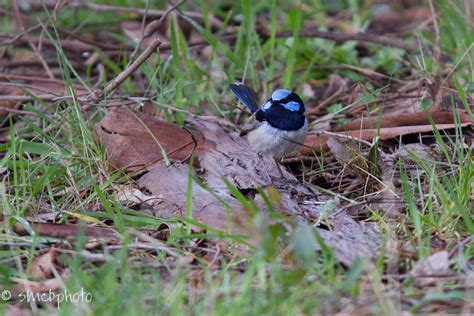 Australian rainforest birds pictures - Just for Sharing