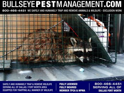 Raccoon Trapping Fort Worth | Bullseye Pest Management