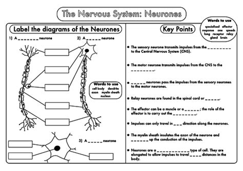 Build A Neuron Worksheet