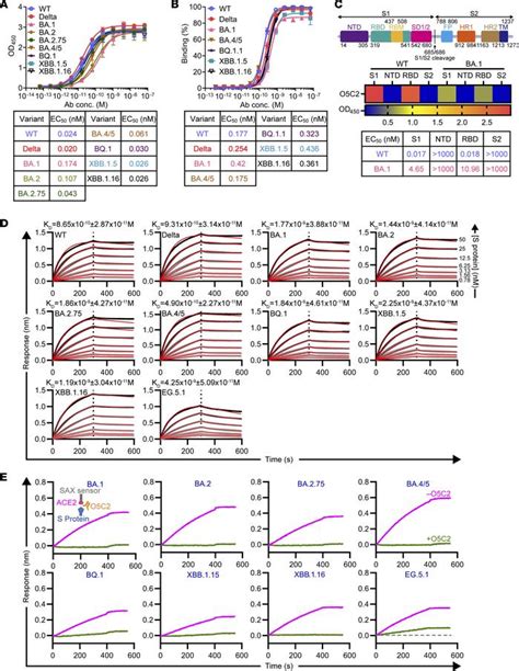 Jci Insight Functional And Structural Investigation Of A Broadly