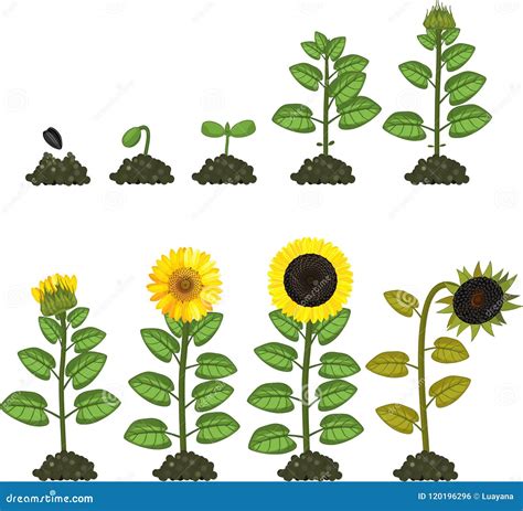 Ciclo De Vida Del Girasol Etapas De Crecimiento Desde La Siembra Hasta