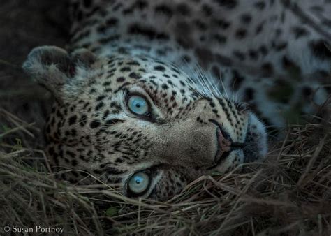 photography tips   safari adventure