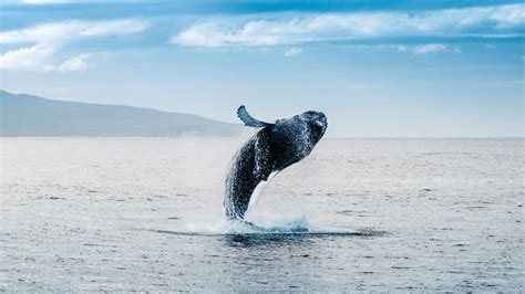 The Best Times Of Year To Go Whale Watching In Iceland