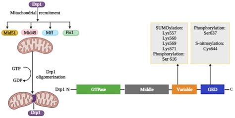 The Drp1 Mediated Mitochondrial Fission Protein Interactome As An