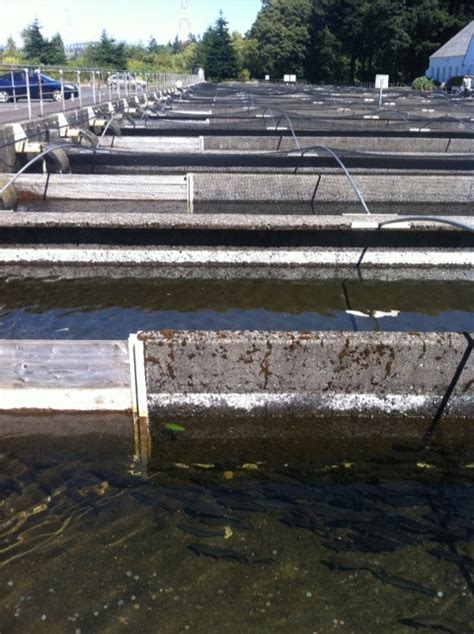 Bonneville: Lock, Dam, Fish Ladder, Hatchery - Marcus Cohn