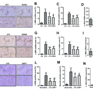 Jy Significantly Alleviates Hepatic Inflammatory Injury And Collagen