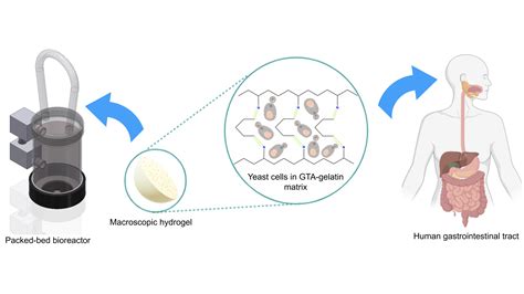 Hydrogel From Gelatin