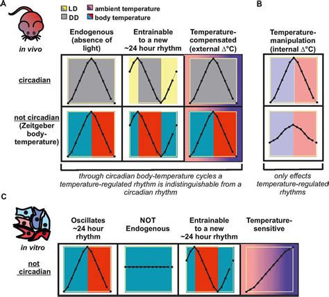 Uncover Body Temperature Driven Rhythms In Gene Expression A In Vivo