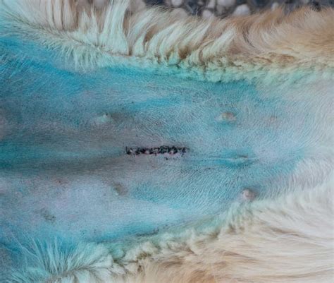 Spay Incision Infections in Dogs [w/ Pictures & Vet Info]
