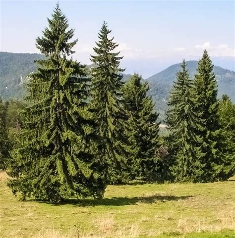 Norway Spruce Bonsai Tree Seeds 30 Seeds Beautiful