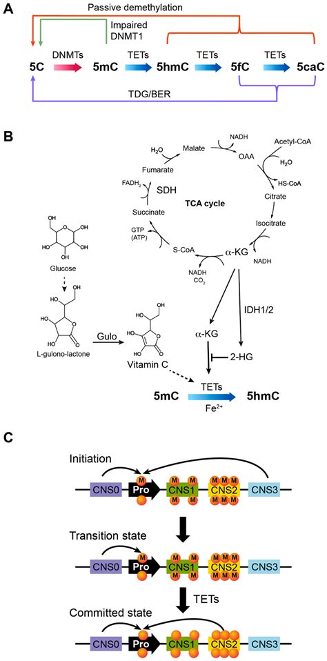 Biomolecules Free Full Text Dna Methylation In Regulatory T Cell