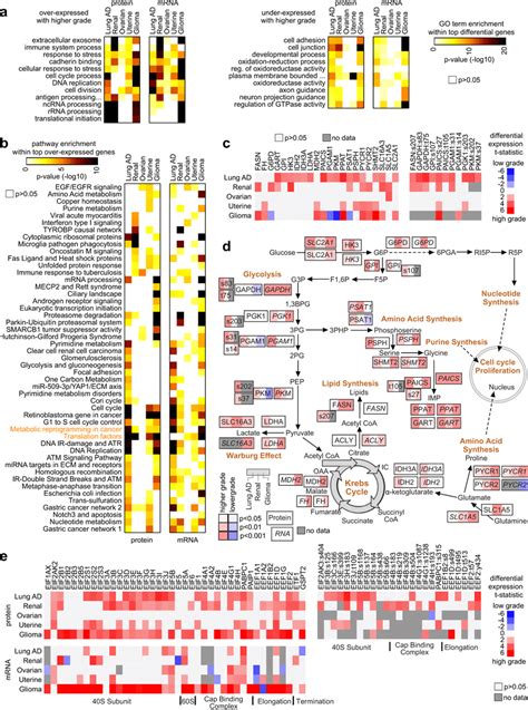 Pathways Associated With Proteomic Or Transcriptomic Signatures Of High Download Scientific