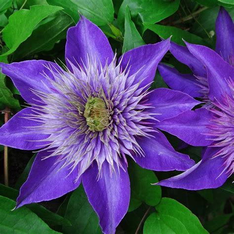 Multi Blue Clematis Plant Clematis Plants Blue Clematis Clematis Flower