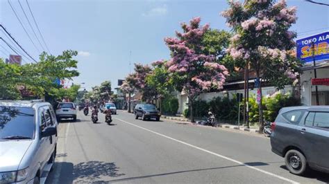 Tabebuya Bermekaran Jalanan Di Kota Kediri Seperti Jepang