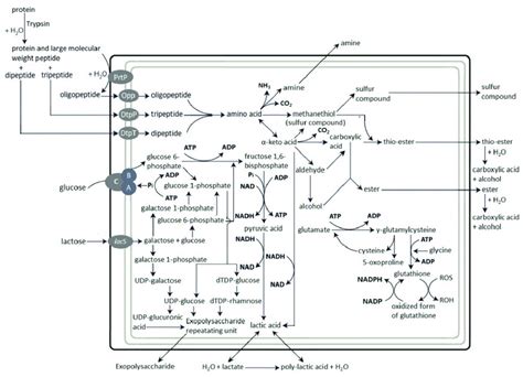 Metabolic Pathway Of Lactic Acid Bacteria During The Fermentation Of Download Scientific