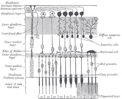 Retina horizontal cells | Psychology Wiki | Fandom