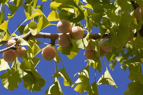 500 Free Ginkgo Ginkgo Biloba Images Pixabay