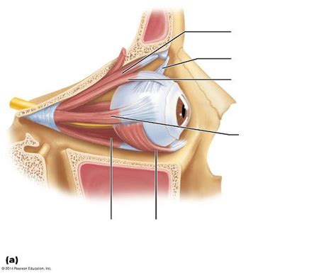 Eye muscles Diagram | Quizlet