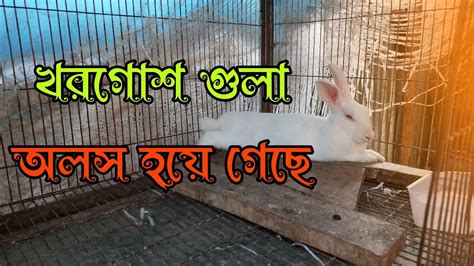 আজকে আমার শখের খামারে কি কি কাজ করলাম Youtube