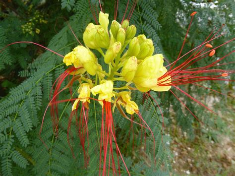 Caesalpinia Gilliesii Whimsy And Wonder