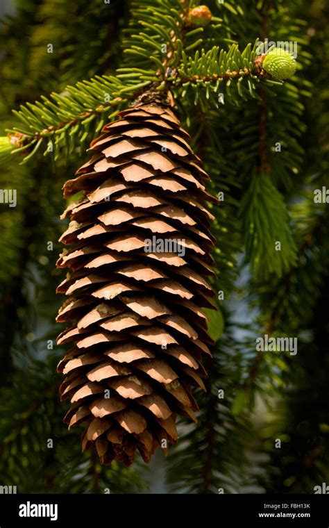 A Single Pine Cone Hanging From The Tree With New Buds Of Future Cones