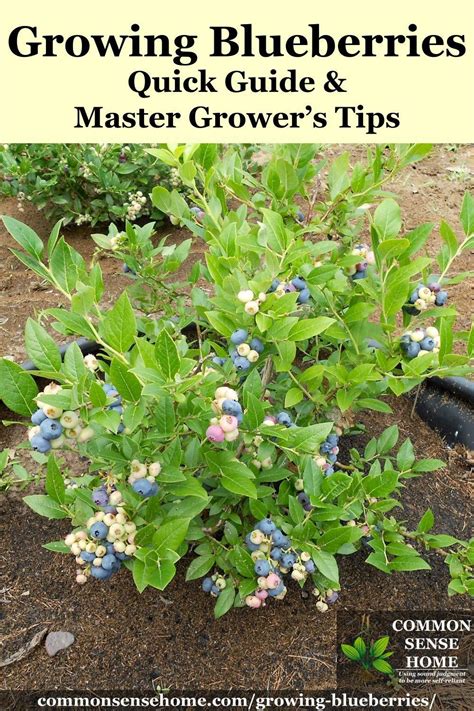 Quick Guide To Growing Blueberries At Home Plus Detailed Information