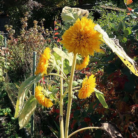 Sonnenblumen Rolf Schreiber Flickr