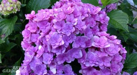 How To Protect Your Hydrangea For The Winter Hydrangea Winter Care