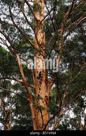 People Climbing The Gloucester Tree A Giant Karri Tree Once Used As