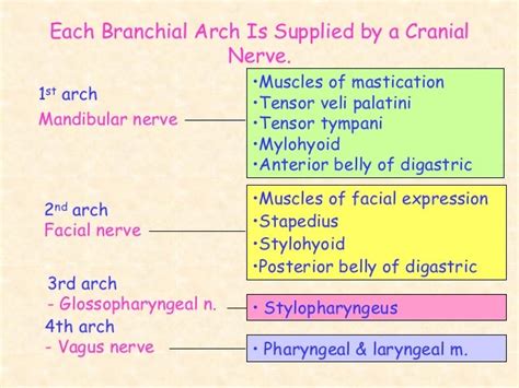 Brachial Arches And Derivatives