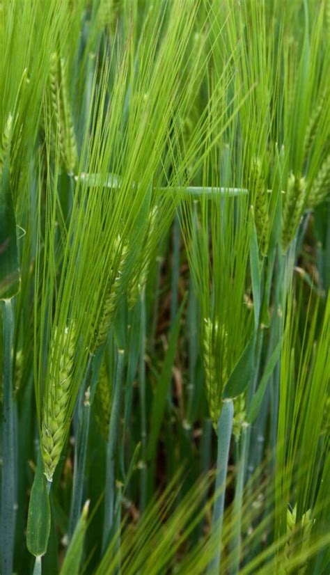 Orge brassicole une filière soudée de lépi au demi LE SILLON