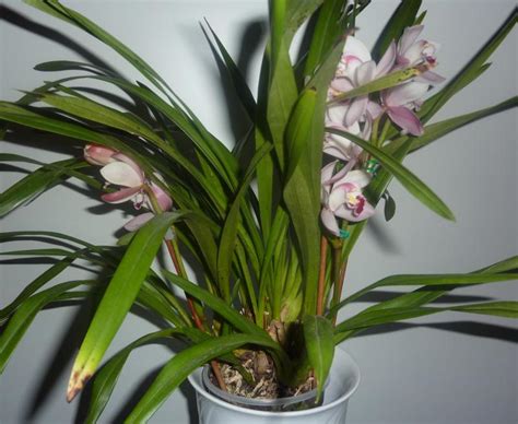 RE Cymbidium Hybriden 42