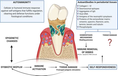 Frontiers Oral Dysbiosis And Autoimmunity From Local Periodontal