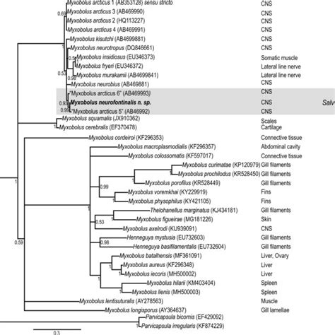 Phylogenetic Relationships Small Subunit Ribosomal Dna S Of